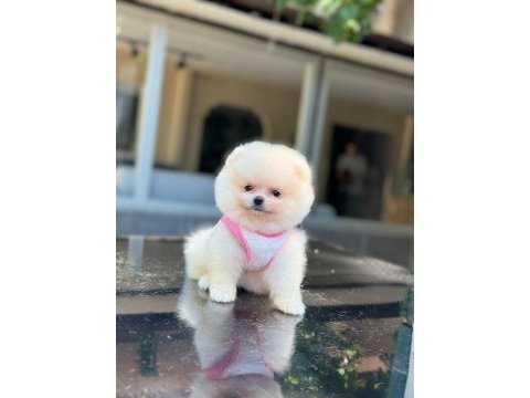 Sağlık ve ırk garantili pomeranian