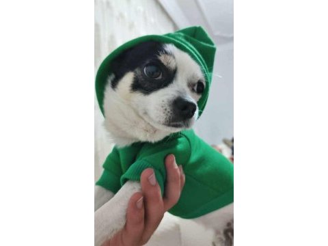 1.5 yaşında uyguna eğitimli chihuahua