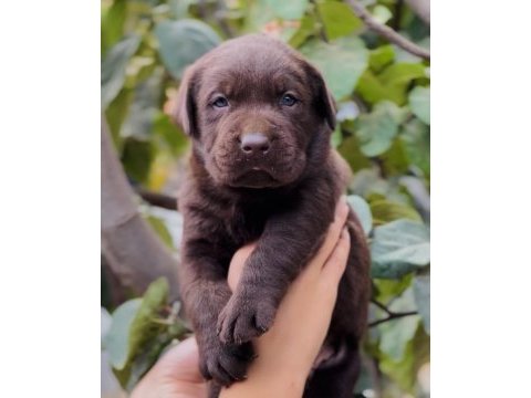 Çikolata dost canlısı labrador yavrular
