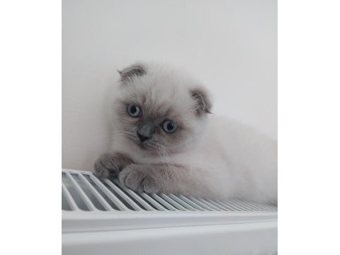 Scottish fold dişi