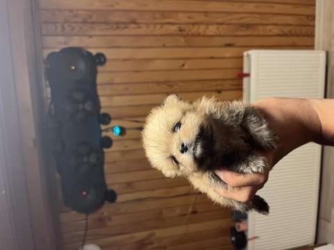 Pomeranian ayıcık yavrular