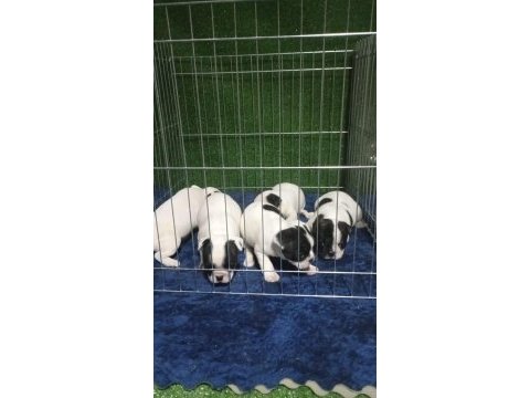 Maskeli french bulldog bebekleri