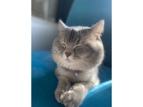 Scottish fold kedimiz eli yeni yuva arıyoruz