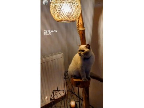 Kedimiz lucy yeni yuva arıyoruz