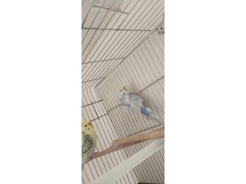 Japones erkek 1,5 yaşında