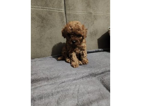 Orjinal yavru dişi poodle