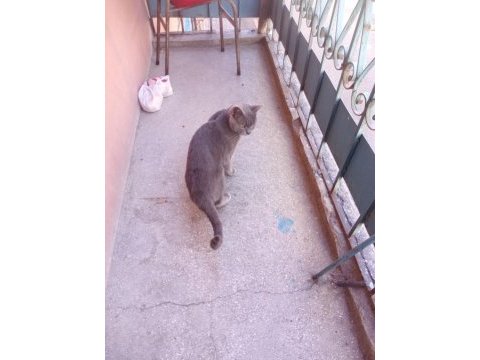 Bir yaşında evcil kedim