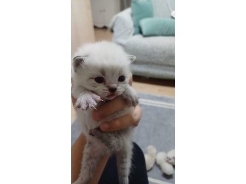 Kedimizin mama kum eğitimi var