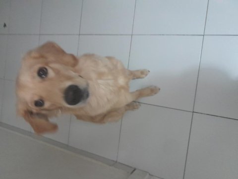 Yeni yuva arıyoruz golden retriever