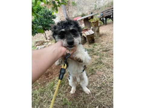 Terrier glen of ımaal