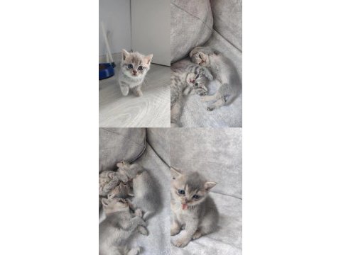 A şecereli çok güzel yavrular sütten yeni kesildiler