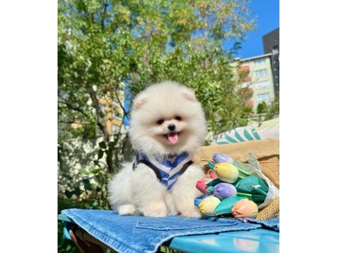 Boo pomeranian ayi surat yavrular