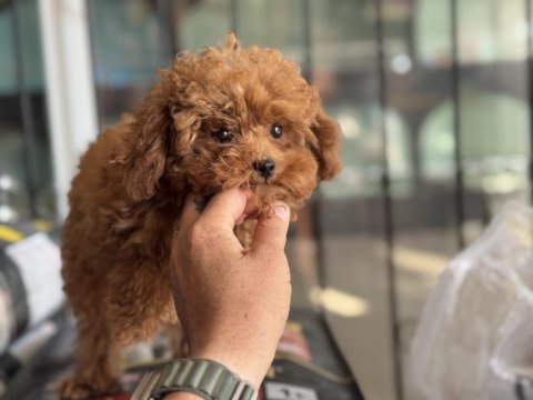 Pemode den 5 aylık 700 gr tea cup kore poodle yavrumuz