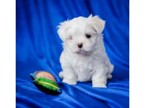 Maltese köpeği yavruları