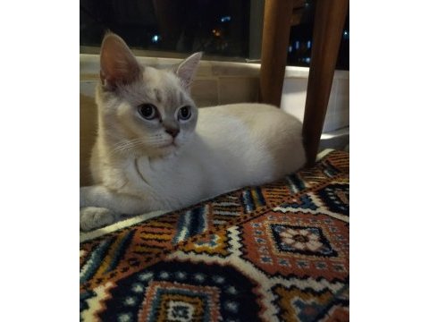 Dişi british shorthair 5.5 aylık acil