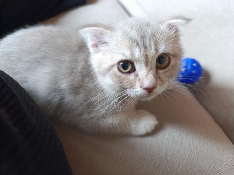 Erkek yavru scottish fold