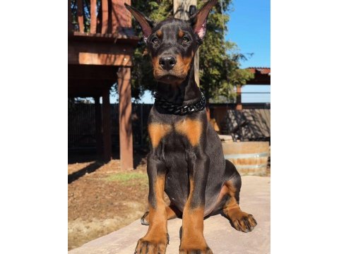 İsteğe özel estetikli doberman