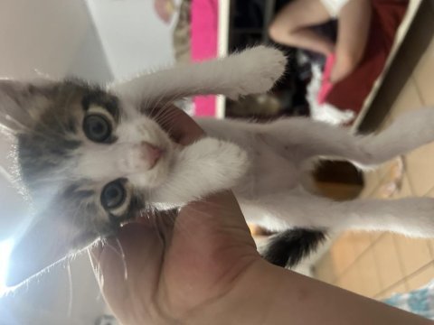40 günlük yavru kedilerimiz