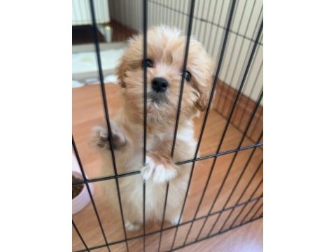 Dişi maltipoo yavrusu 2.5 aylık