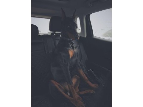 Estetik güzelleri saf kan doberman bebişler