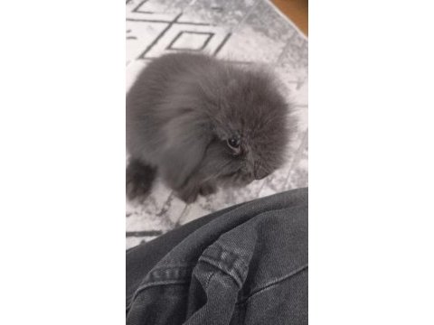 Ücretsiz hollanda lop tavşanı (istanbul içi)
