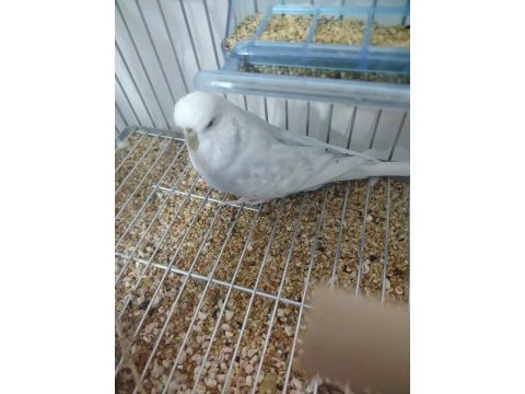 Jumbo güzel form dişi muhabbet kuşu gösterişli