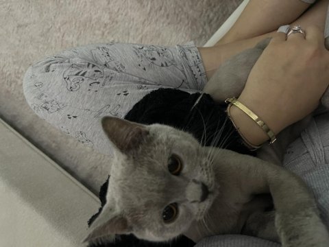 Çok uysal british shorthair tuvalet eğitimi var