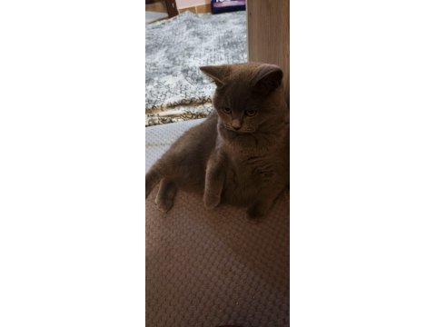 British shorthair damızlık kediler