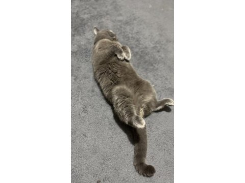 British shorthair çiftleştirme