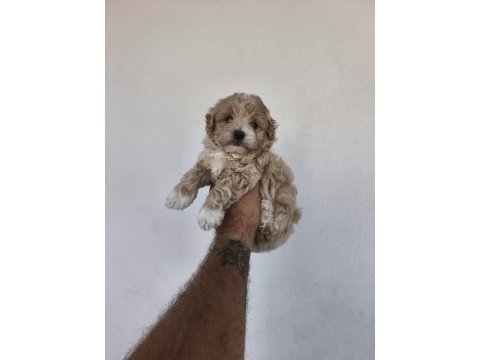Maltipoo cinsi yavrularımız