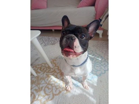 Sahiplendirilecek french bulldog