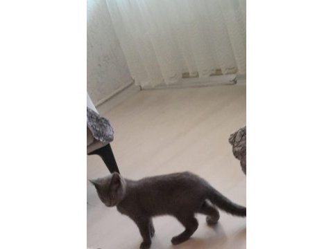 2.5 aylık erkek kedimiz yeni yuvasini ariyor