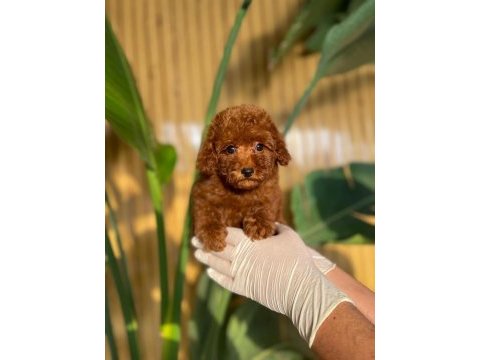 Toy poodle bebeklerimiz referans yavru