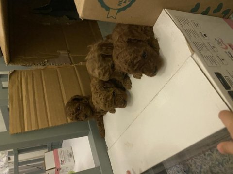 Mersin kore kanı mini poodle 1.sınıf
