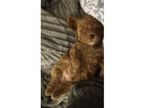 Toy poodle oğlumuz