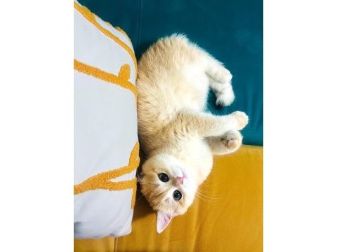 British golden shorthair ny12 kızım