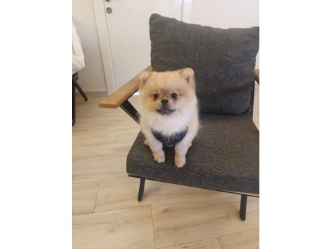 2 yaşındaki pomeranian boo oğlumuzu veriyoruz