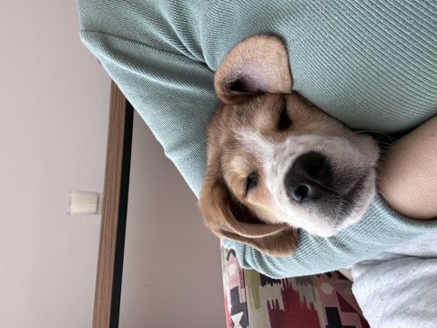 4 aylık elizabeth beagle