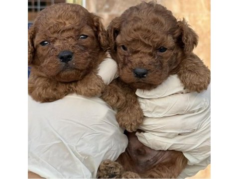 Toypoodle sevimli yavrular 