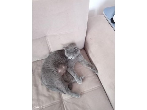 Sahibinden british shorthair kedimiz
