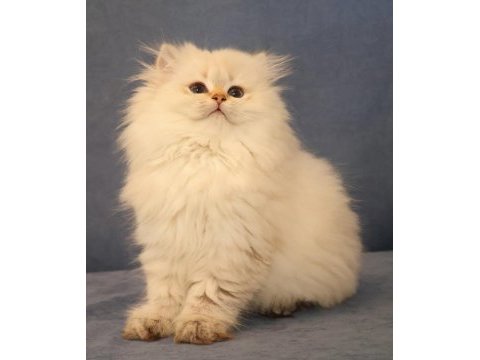 Ny2533 dişi british longhair