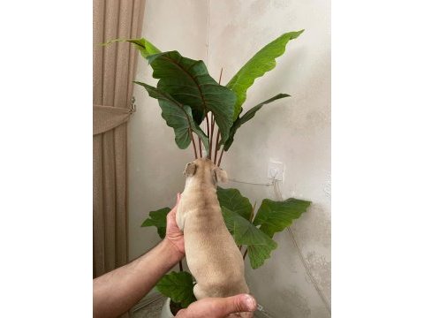 Meraklısına french bulldog