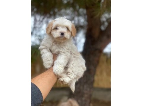Profesyonel üretim çifliğinden maltipoo kapıda ödeme