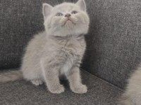 British shorthair yavrularımız yeni sahiplerini bekliyor