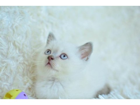 Harika mavi göz blue point british shorthair 