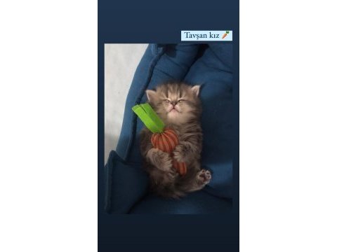 British longhair dişi yavrumuz ev ortamında doğdu