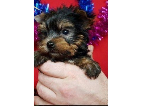 Safkan tea cup yorkshire terrier yavrularımız