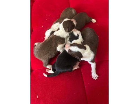 Şeker köpekler bunlar