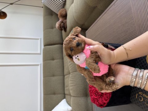 Tatlı maltipoo kızım