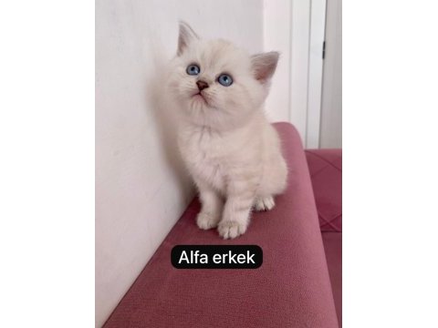 Sağlıklı scottish straight ev ortamından